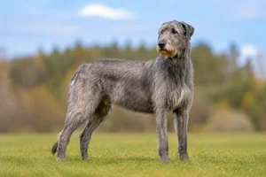 Irish Wolfhound — adult