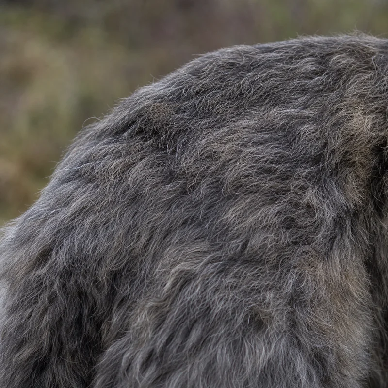 Irish Wolfhound — coat texture