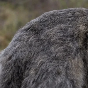 Irish Wolfhound — coat texture