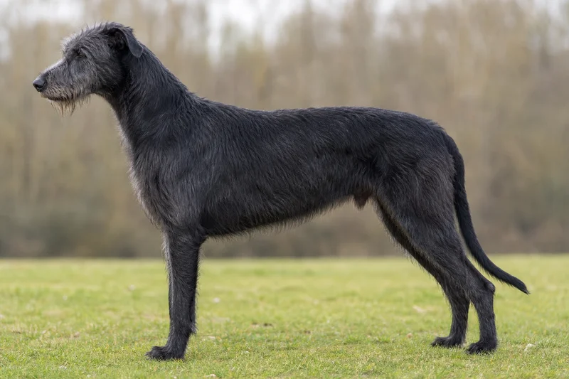 Irish Wolfhound — black coat