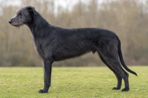Irish Wolfhound — black coat
