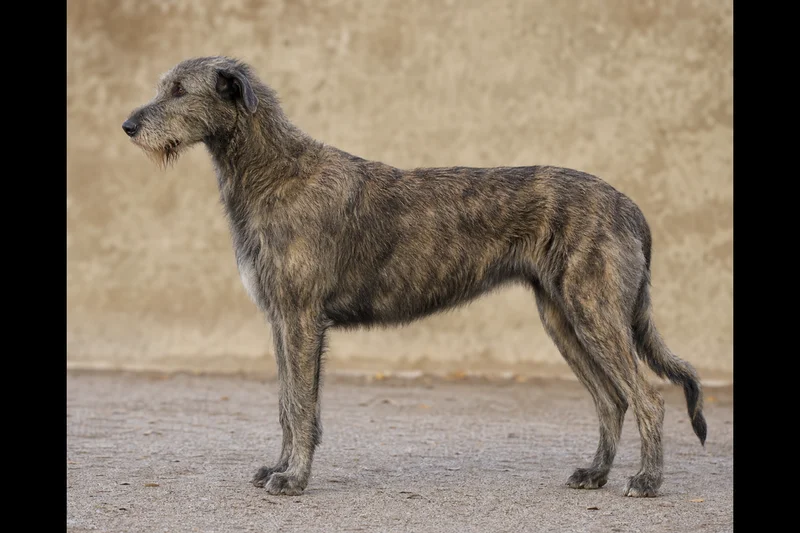 Irish Wolfhound — brindle coat
