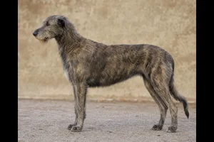 Irish Wolfhound — brindle coat