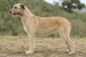Irish Wolfhound — fawn coat