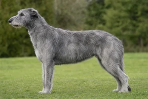 Irish Wolfhound — gray coat