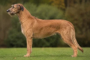 Irish Wolfhound — red coat