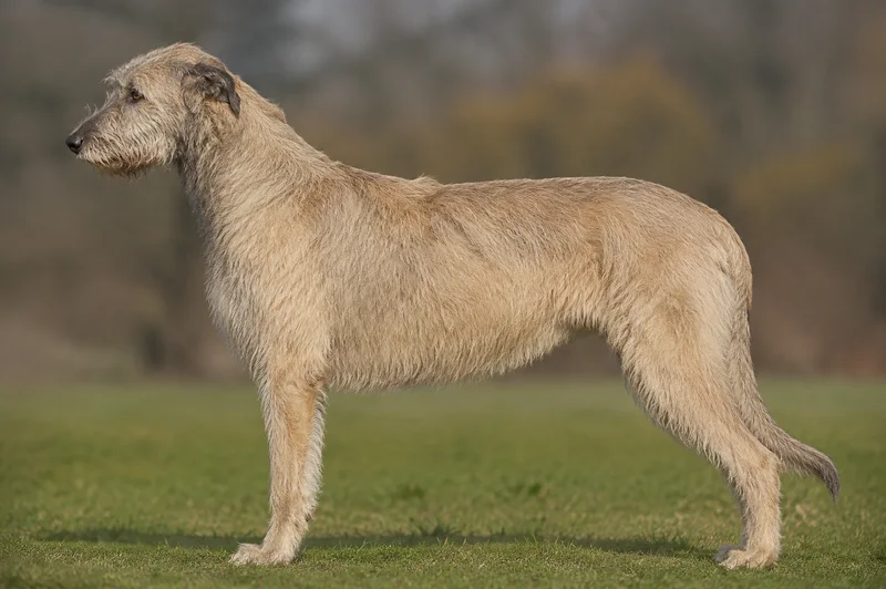 Irish Wolfhound — wheaten coat