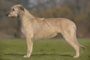 Irish Wolfhound — wheaten coat