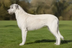 Irish Wolfhound — white coat