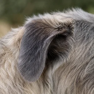 Irish Wolfhound — ears
