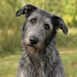 Irish Wolfhound — alert