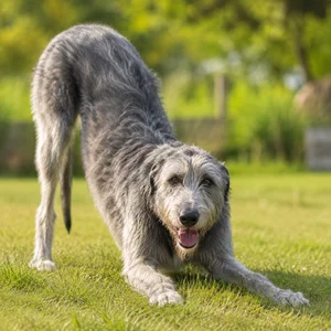 Irish Wolfhound — playful