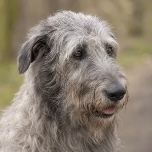 Irish Wolfhound — relaxed
