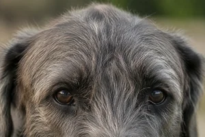 Irish Wolfhound — eyes