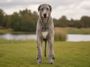 Irish Wolfhound — front
