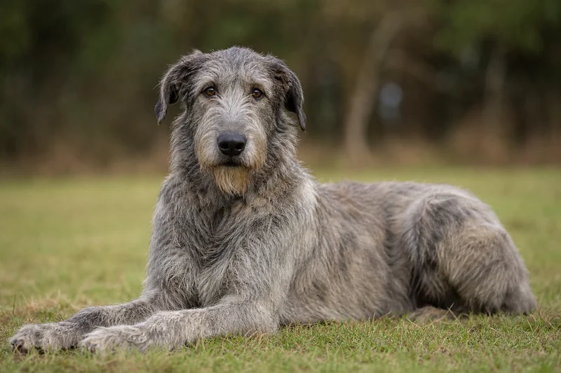 Irish Wolfhound — lying down