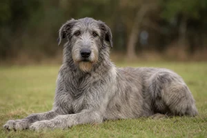 Irish Wolfhound — lying down
