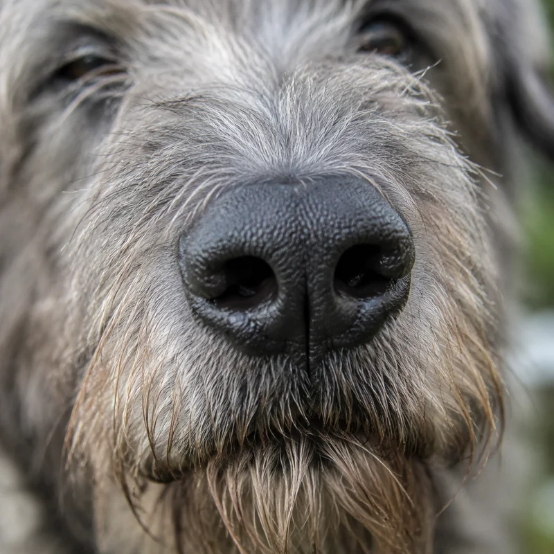 Irish Wolfhound — nose