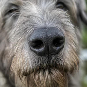 Irish Wolfhound — nose