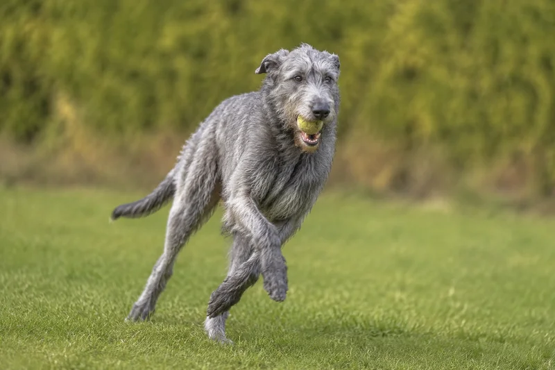 Irish Wolfhound — playing