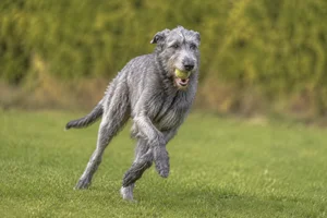 Irish Wolfhound — playing