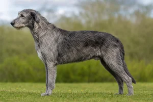 Irish Wolfhound dog