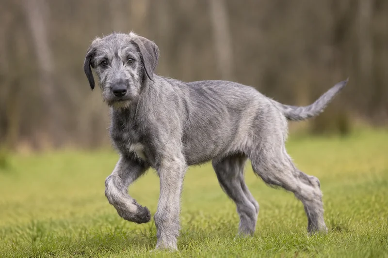 Irish Wolfhound — puppy (~4 mo)