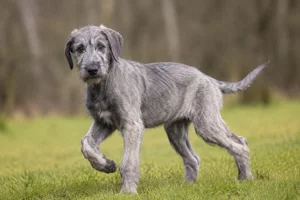 Irish Wolfhound — puppy (~4 mo)
