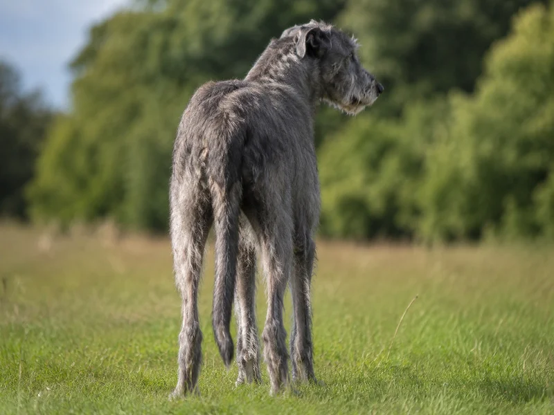 Irish Wolfhound — rear