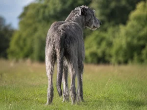Irish Wolfhound — rear