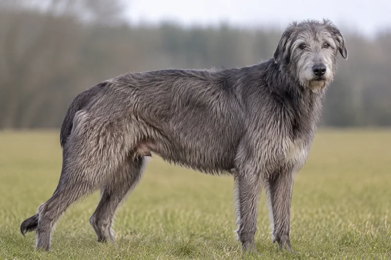 Irish Wolfhound — senior