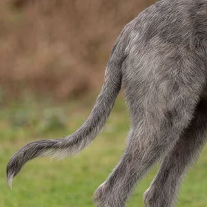 Irish Wolfhound — tail