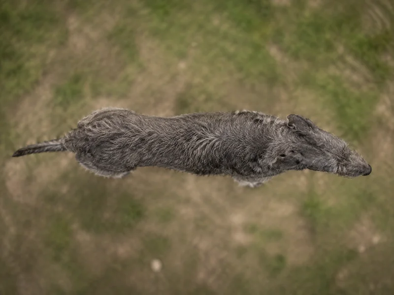 Irish Wolfhound — top