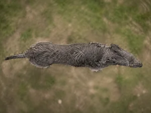 Irish Wolfhound — top