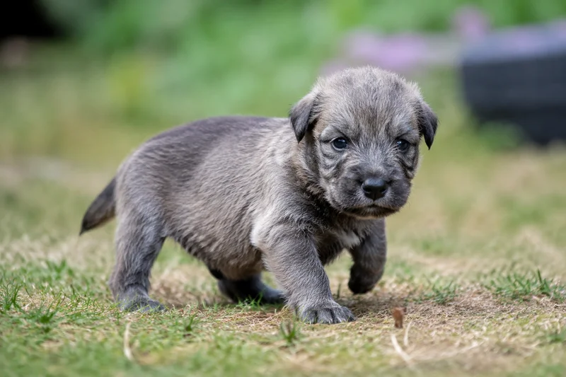 Irish Wolfhound — young puppy (~1 mo)