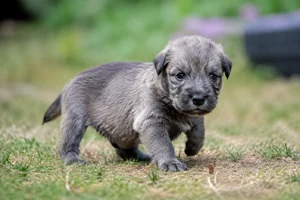 Irish Wolfhound — young puppy (~1 mo)