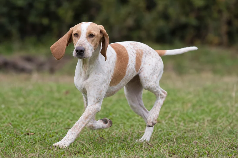 Istrian Shorthaired Hound — running