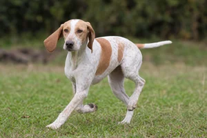 Istrian Shorthaired Hound — running