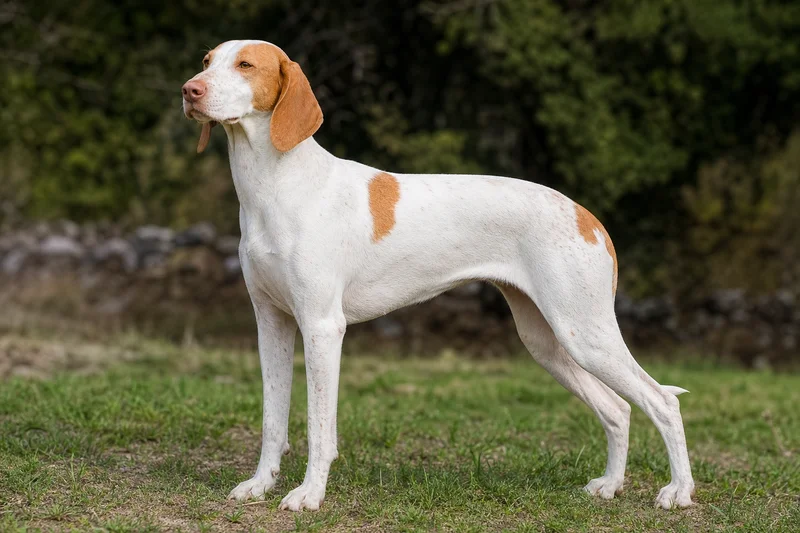 Istrian Shorthaired Hound — adult