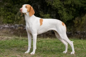 Istrian Shorthaired Hound — adult