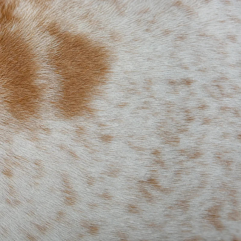 Istrian Shorthaired Hound — coat texture