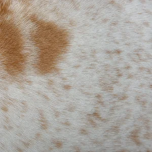 Istrian Shorthaired Hound — coat texture