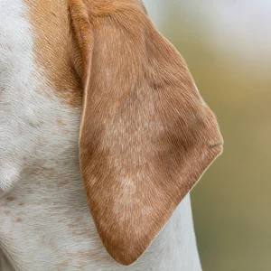Istrian Shorthaired Hound — ears