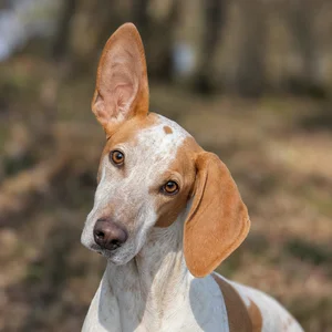 Istrian Shorthaired Hound — alert