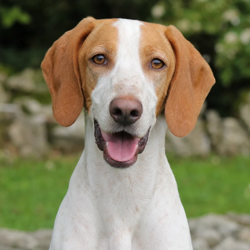 Istrian Shorthaired Hound — happy