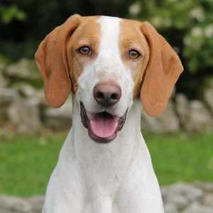 Istrian Shorthaired Hound — happy
