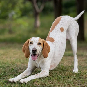 Istrian Shorthaired Hound — playful