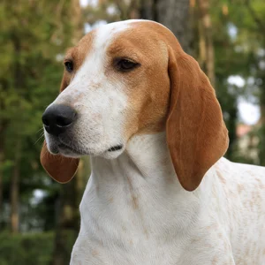 Istrian Shorthaired Hound — relaxed