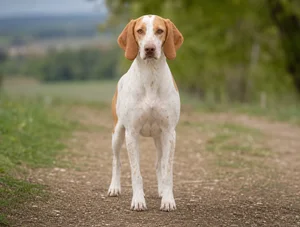 Istrian Shorthaired Hound — front
