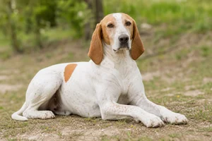 Istrian Shorthaired Hound — lying down